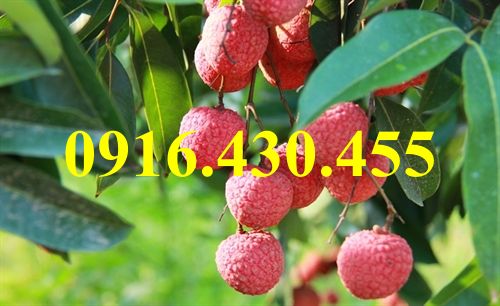 Cây giống vải thiều chiết
